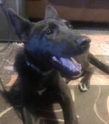 Found/Stray Female Dog last seen Johansson High School-Clause road and Norseman drive, Modesto, CA 95357