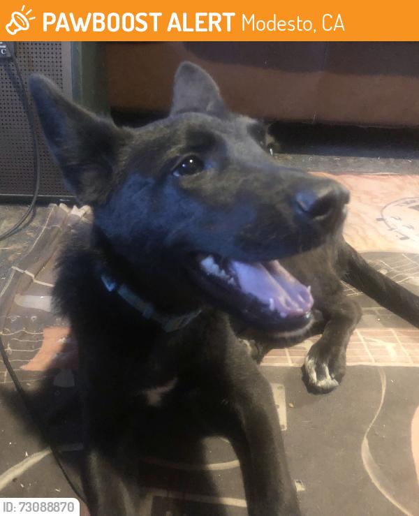 Found/Stray Female Dog last seen Johansson High School-Clause road and Norseman drive, Modesto, CA 95357