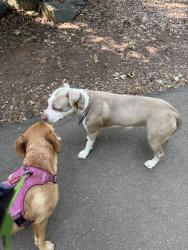 Found/Stray Female Dog last seen Cherry park, Rock Hill, SC 29732