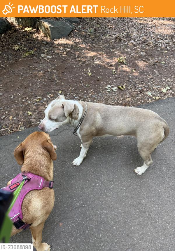 Found/Stray Female Dog last seen Cherry park, Rock Hill, SC 29732