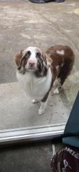 Found/Stray Unknown Dog last seen wayside rd, floyd county , ga, Rome, GA 30161