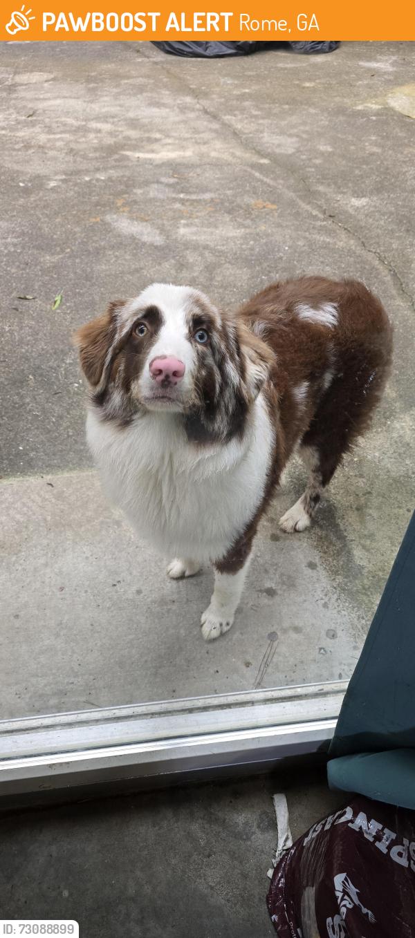 Found/Stray Unknown Dog last seen wayside rd, floyd county , ga, Rome, GA 30161