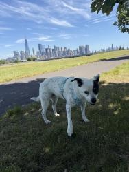 Reunited Female Dog last seen Delafield Ave, Lyndhurst, NJ 07071