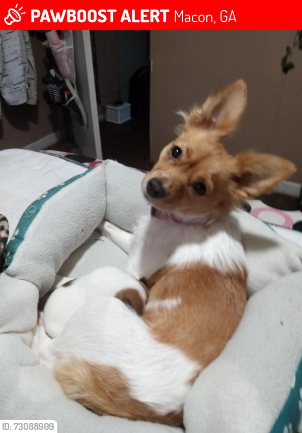 Lost Female Dog last seen Joycliffrdand newclinton, Macon, GA 31211