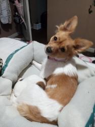Lost Female Dog last seen Joycliffrdand newclinton, Macon, GA 31211