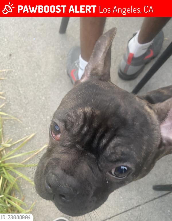 Lost Male Dog last seen Pool, Los Angeles, CA 90045