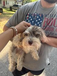 Found/Stray Female Dog last seen Satsuma High School, Satsuma, AL 36572