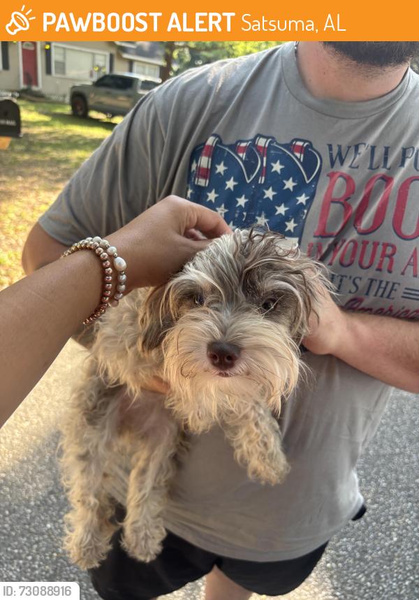 Found/Stray Female Dog last seen Satsuma High School, Satsuma, AL 36572