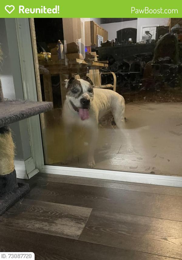 Reunited Male Dog last seen Sarasota and slama, Palm Bay, FL 32909
