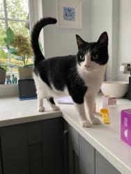 Reunited Male Cat last seen Vernon Road / Graymarsh Drive, Poynton, England SK12