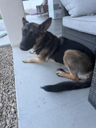 Found/Stray Female Dog last seen 83rd ave and w Maryland ave, Glendale, AZ 85303