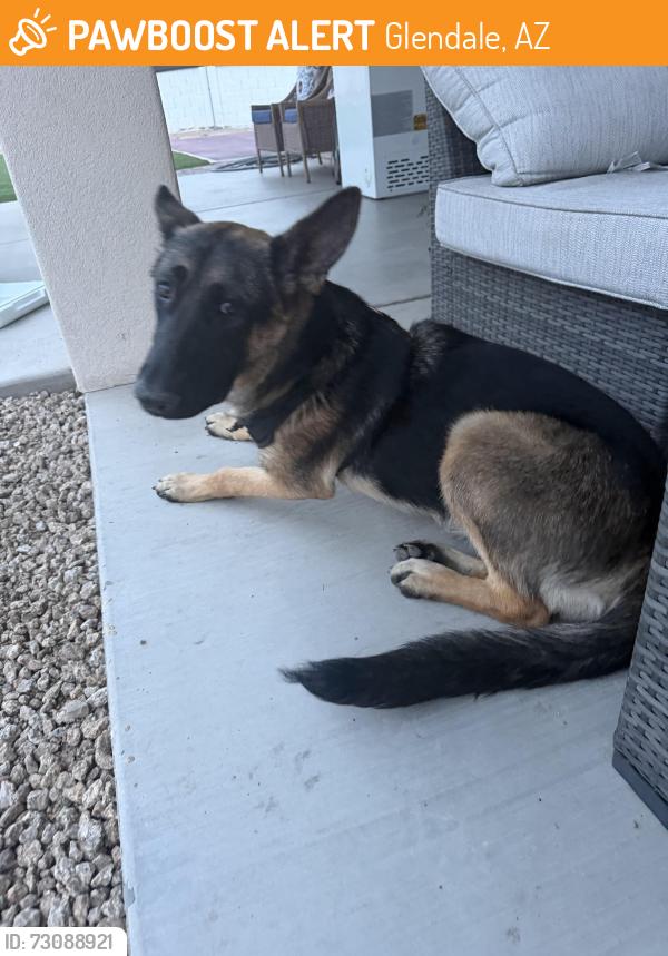 Found/Stray Female Dog last seen 83rd ave and w Maryland ave, Glendale, AZ 85303