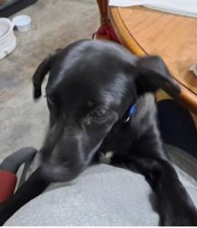 Found/Stray Male Dog last seen Jessup or Hopper, Alvarado, TX 76009
