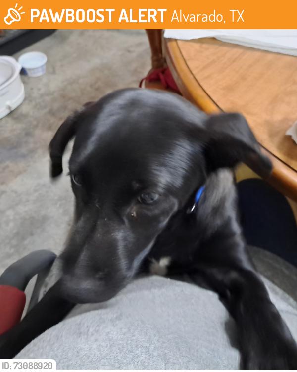 Found/Stray Male Dog last seen Jessup or Hopper, Alvarado, TX 76009