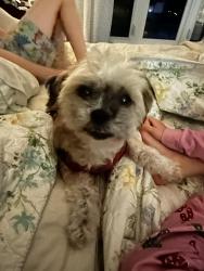 Lost Female Dog last seen Loyola secondary school, Mississauga, ON L5L 4G5