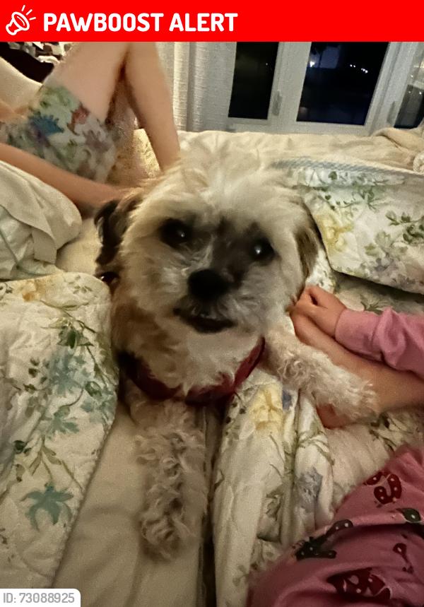 Lost Female Dog last seen Loyola secondary school, Mississauga, ON L5L 4G5