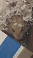 Shelter Stray Unknown Other last seen , 3201 Lacy St, Los Angeles, CA 90031, USA