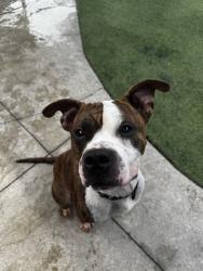 Shelter Stray Male Dog last seen Near BLOCK SW 217TH AVE, 3599 NW 79th Ave, Doral, FL 33122, USA