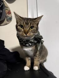Reunited Female Cat last seen By Art Center on West Weatherspoon Street, Sanford, NC 27330