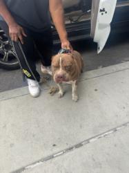 Shelter Stray Male Dog last seen , 1850 W 60th St, Los Angeles, CA 90047, USA
