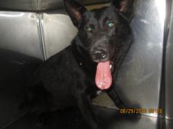 Shelter Stray Male Dog last seen , 1850 W 60th St, Los Angeles, CA 90047, USA