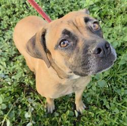 Shelter Stray Female Dog last seen Near BLOCK SW 85 TER, MIRAMAR FL 33025, 2400 SW 42nd St, Fort Lauderdale, FL 33312, USA