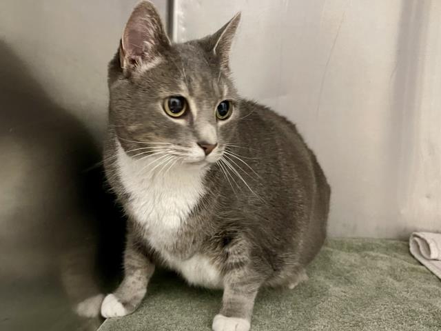 Shelter Stray Female Cat last seen ST CHARLES CO, 4850 Mid Rivers Mall Dr, St Peters, MO 63376, USA