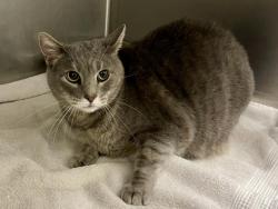 Shelter Stray Female Cat last seen ST CHARLES CO, 4850 Mid Rivers Mall Dr, St Peters, MO 63376, USA