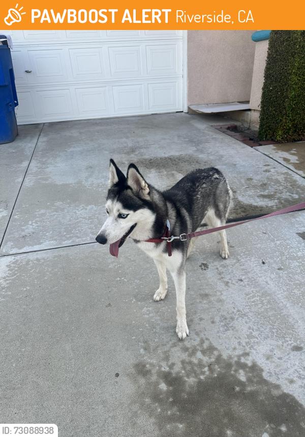 Found/Stray Unknown Dog last seen Abernathy and Fair Isle, Riverside, CA 92507