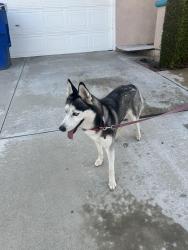Found/Stray Unknown Dog last seen Abernathy and Fair Isle, Riverside, CA 92507