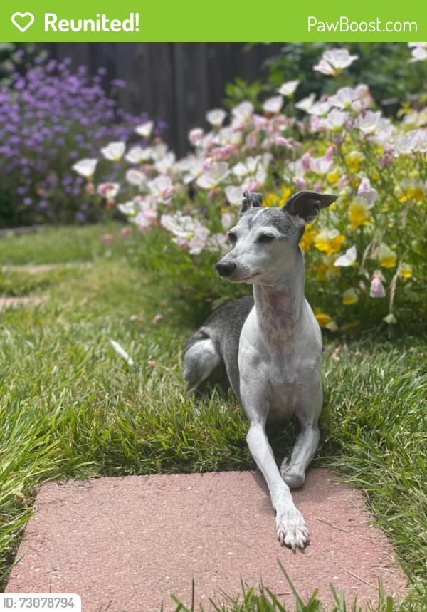 Reunited Female Dog last seen 10th Anza, San Francisco, CA 94118
