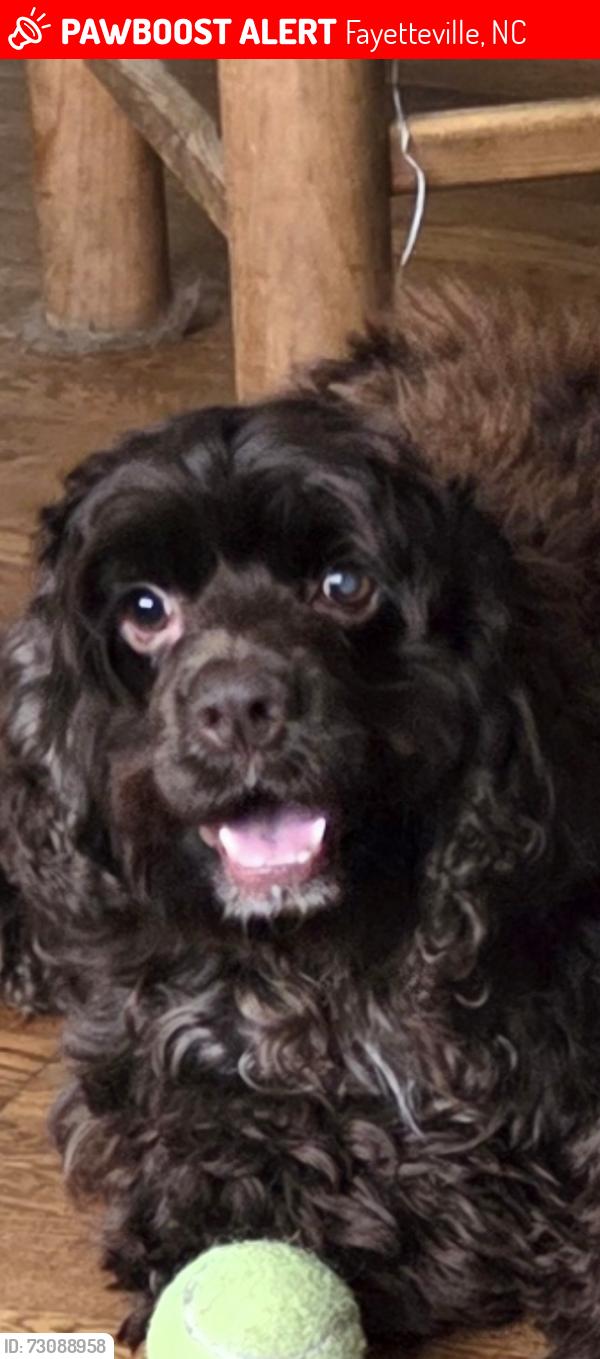 Lost Male Dog last seen Birch Road Fayetteville NC, Fayetteville, NC 28304