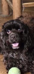 Lost Male Dog last seen Birch Road Fayetteville NC, Fayetteville, NC 28304