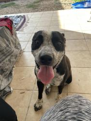 Found/Stray Female Dog last seen Near E CR-55 Midland TX, Midland, TX 79705