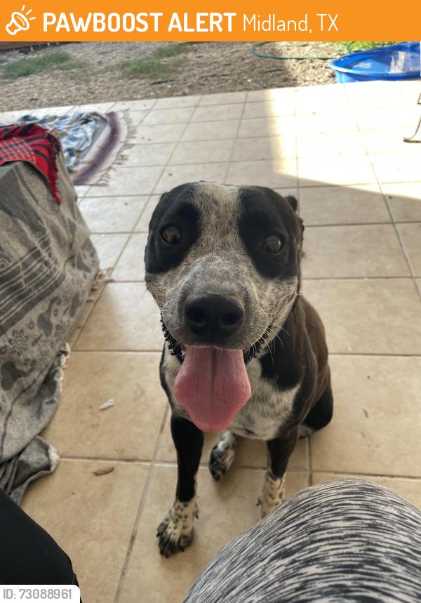 Found/Stray Female Dog last seen Near E CR-55 Midland TX, Midland, TX 79705