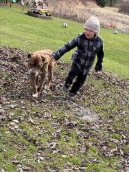 Lost Male Dog last seen Baumhoff and 7 mile, Kent County, MI 49321