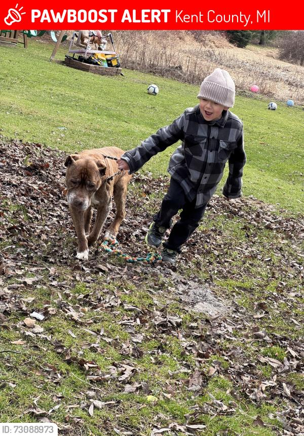 Lost Male Dog last seen Baumhoff and 7 mile, Kent County, MI 49321