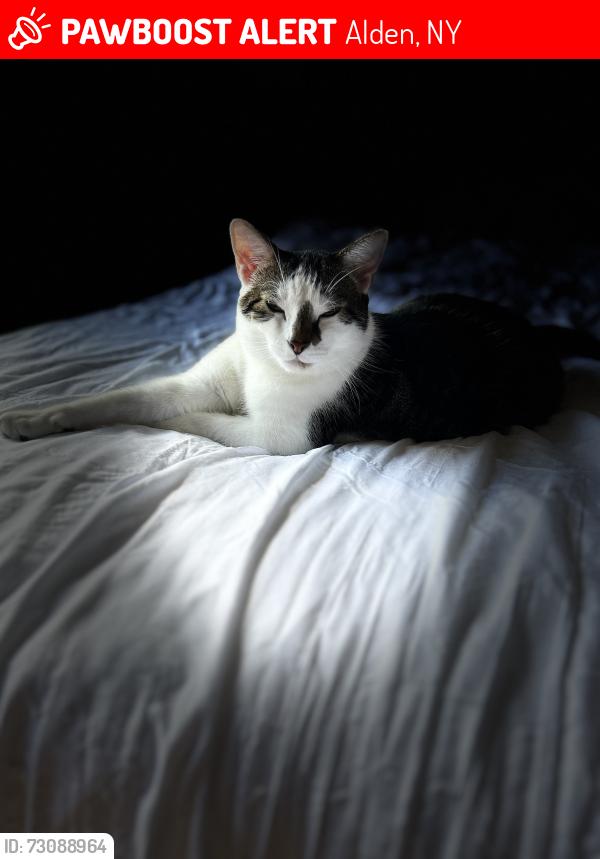 Lost Female Cat last seen Broadway, Alden, NY 14004