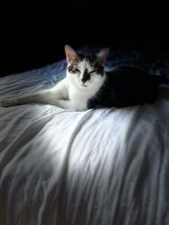 Lost Female Cat last seen Broadway, Alden, NY 14004