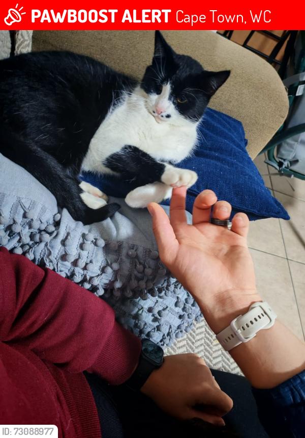 Lost Male Cat last seen Brackenfell bulivard, Cape Town, WC 7550