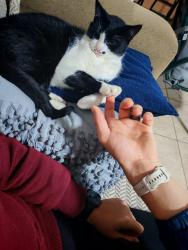 Lost Male Cat last seen Brackenfell bulivard, Cape Town, WC 7550