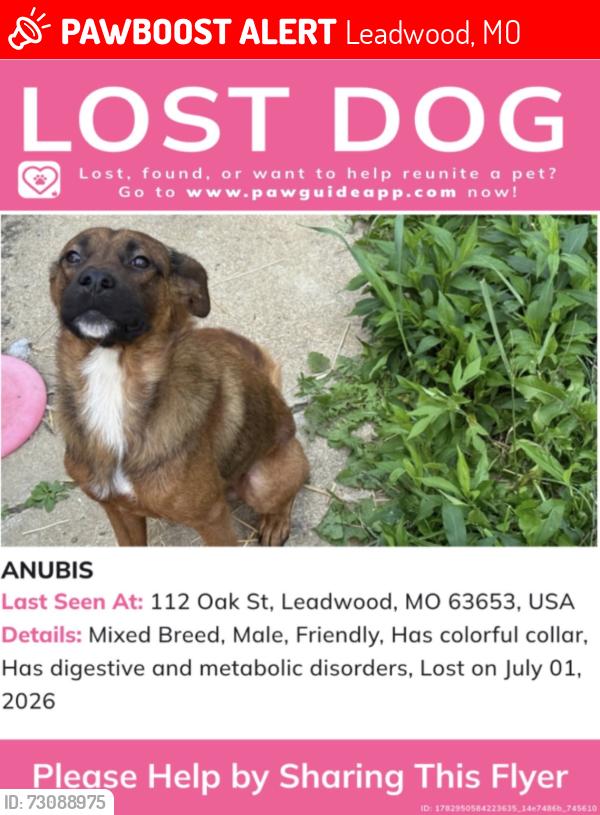 Lost Male Dog last seen Roys gas station, dollar general, highway 8, Leadwood, MO 63653