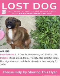 Lost Male Dog last seen Roys gas station, dollar general, highway 8, Leadwood, MO 63653