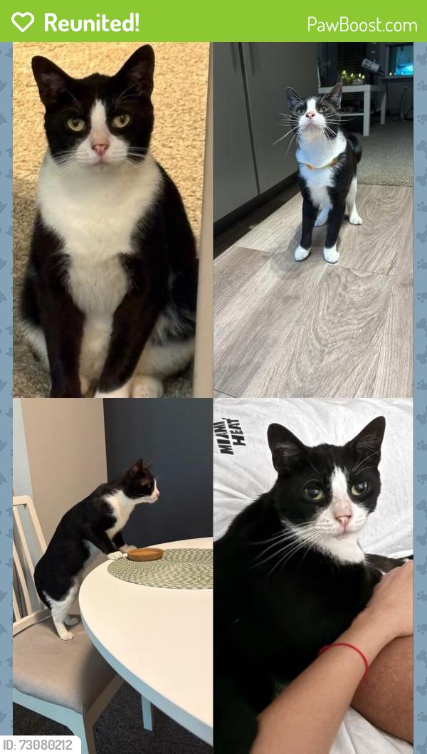 Reunited Male Cat last seen A, Spring, TX 77389