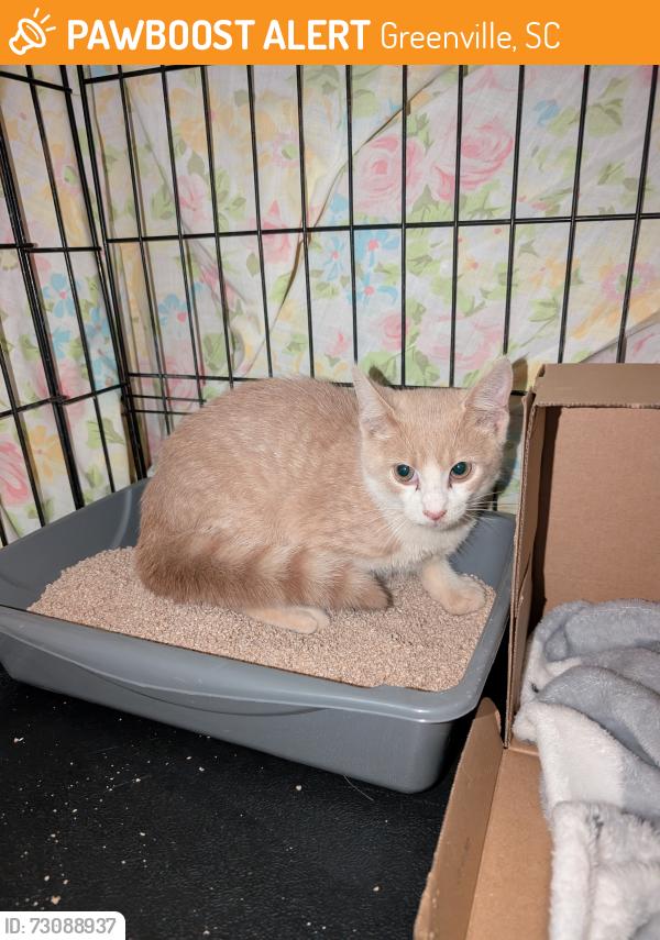Found/Stray Male Cat last seen Near City Hall, Travelers Rest, SC, Greenville, SC 29617
