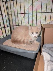 Found/Stray Male Cat last seen Near City Hall, Travelers Rest, SC, Greenville, SC 29617