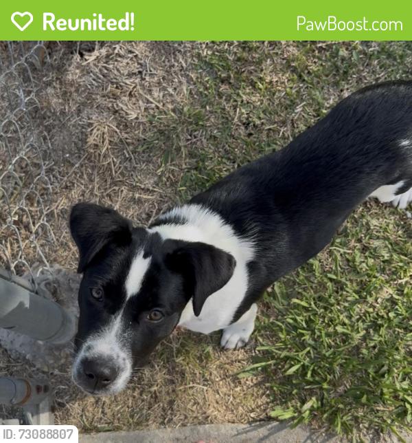 Reunited Female Dog last seen Railroad st , Youngsville, LA 70592