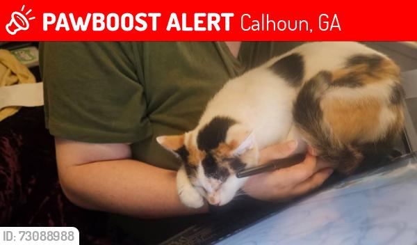 Lost Female Cat last seen Red Bud Rd NE (GA-156), Calhoun, GA 30701