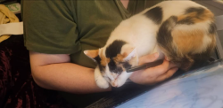 Lost Female Cat last seen Red Bud Rd NE (GA-156), Calhoun, GA 30701