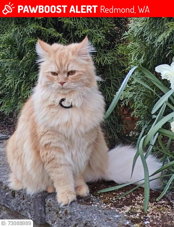 Lost Male Cat last seen 229th Drive NE and NE 81st St, Redmond, WA 98053